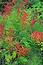 Fireweed & Horsetail